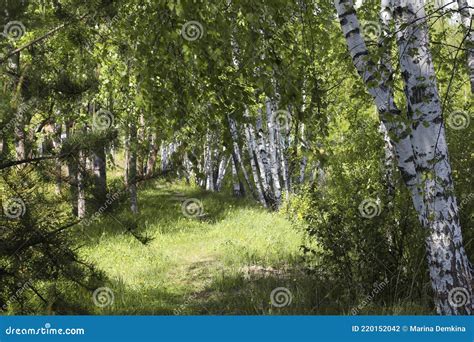  ¡El Bosque de Abedules: Un Oasis Verde para los Exploradores Curiosos!